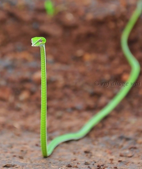 Photo:  green snake